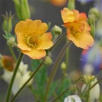 Geum 'Totally Tangerine' (P)