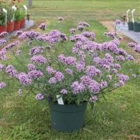 Verbena bon. 'Lollipop' (P)